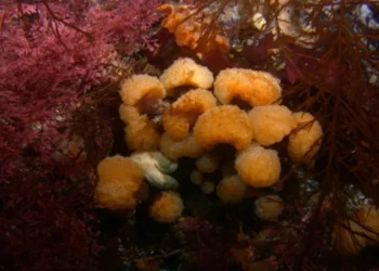 Toxina de animal da Antártida pode ajudar a tratar o câncer de pele