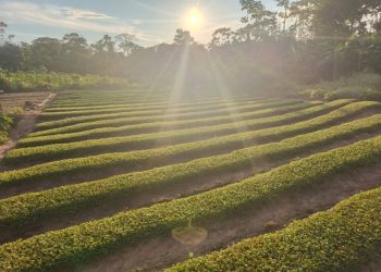 Cidade do Acre ganhará fábrica de jambu que deve beneficiar 30 famílias