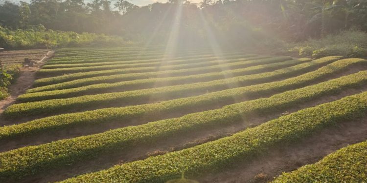 Cidade do Acre ganhará fábrica de jambu que deve beneficiar 30 famílias