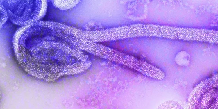 Ebola: Congo inicia testes de tratamentos contra variante Bundibugyo