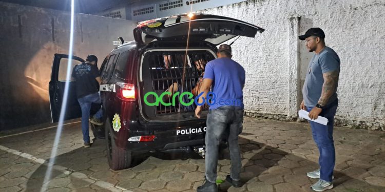 Polícia Civil prende em Rio Branco apontado como liderança de facção no Juruá Polícia Civil prende em Rio Branco apontado como liderança de facção no Juruá