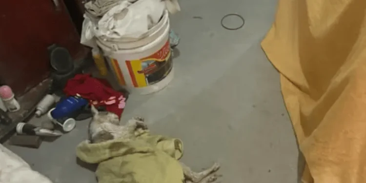 MPSP investiga suspeitos por esquema clandestino de venda de sangue de gato MPSP investiga suspeitos por esquema clandestino de venda de sangue de gato
