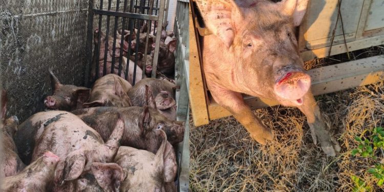 Caminhão com 80 porcos tomba após falha mecânica em rodovia do Acre