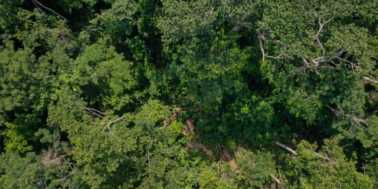Aplicação ilegal de agrotóxico com drones em área de quase 900 hectares é investigada no Acre Aplicação ilegal de agrotóxico com drones em área de quase 900 hectares é investigada no Acre
