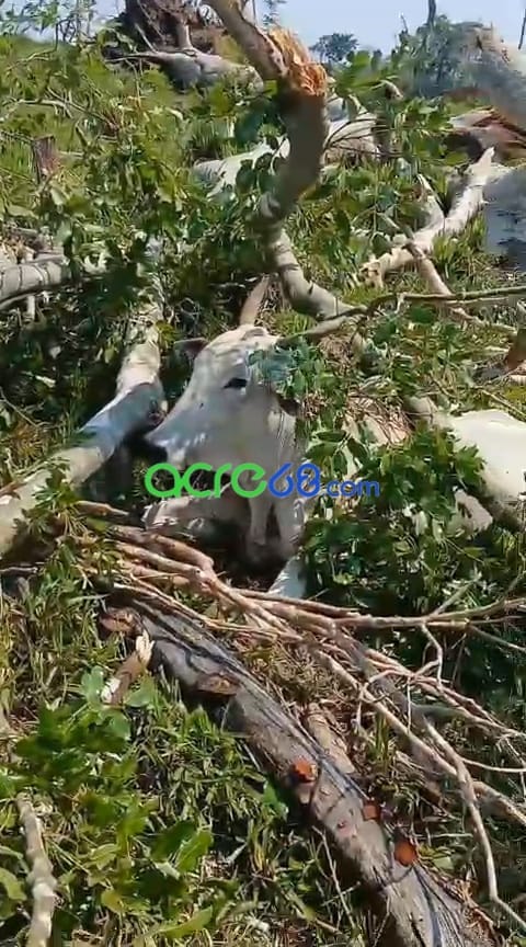 Temporal provoca queda de árvore gigante e mata 12 bovinos no interior do Acre