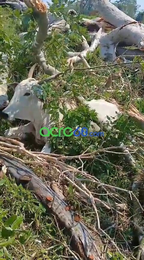 Temporal provoca queda de árvore gigante e mata 12 bovinos no interior do Acre