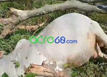 Temporal provoca queda de árvore gigante e mata 12 bovinos no interior do Acre