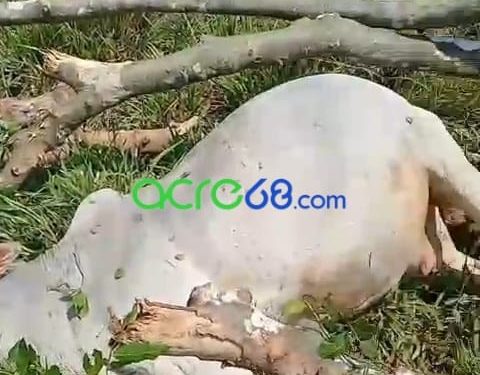 Temporal provoca queda de árvore gigante e mata 12 bovinos no interior do Acre