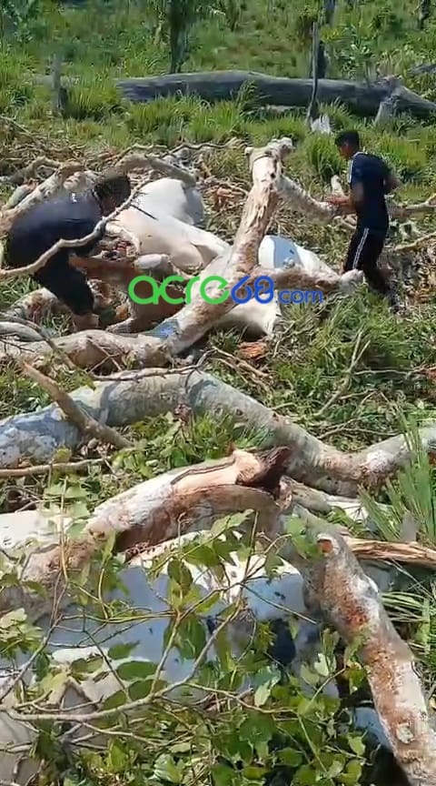 Temporal provoca queda de árvore gigante e mata 12 bovinos no interior do Acre