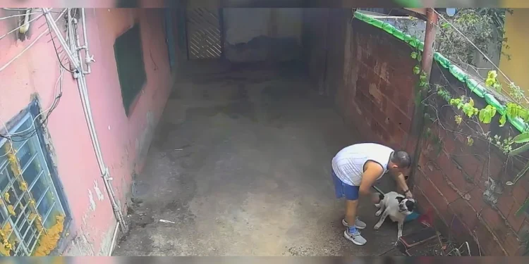 Dono torturava cachorro jogando água e aplicando choques com taser. Veja vídeo